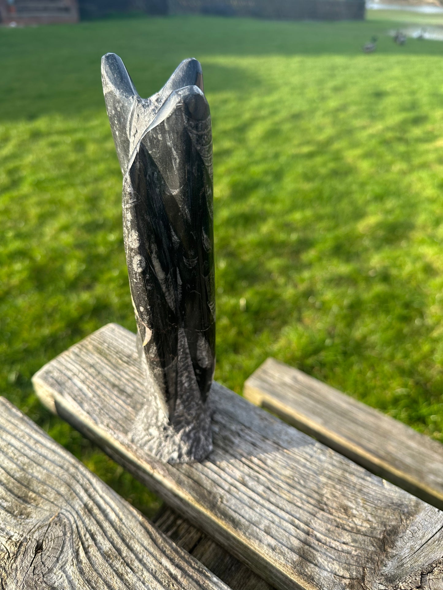 Orthocerus Freeform Large