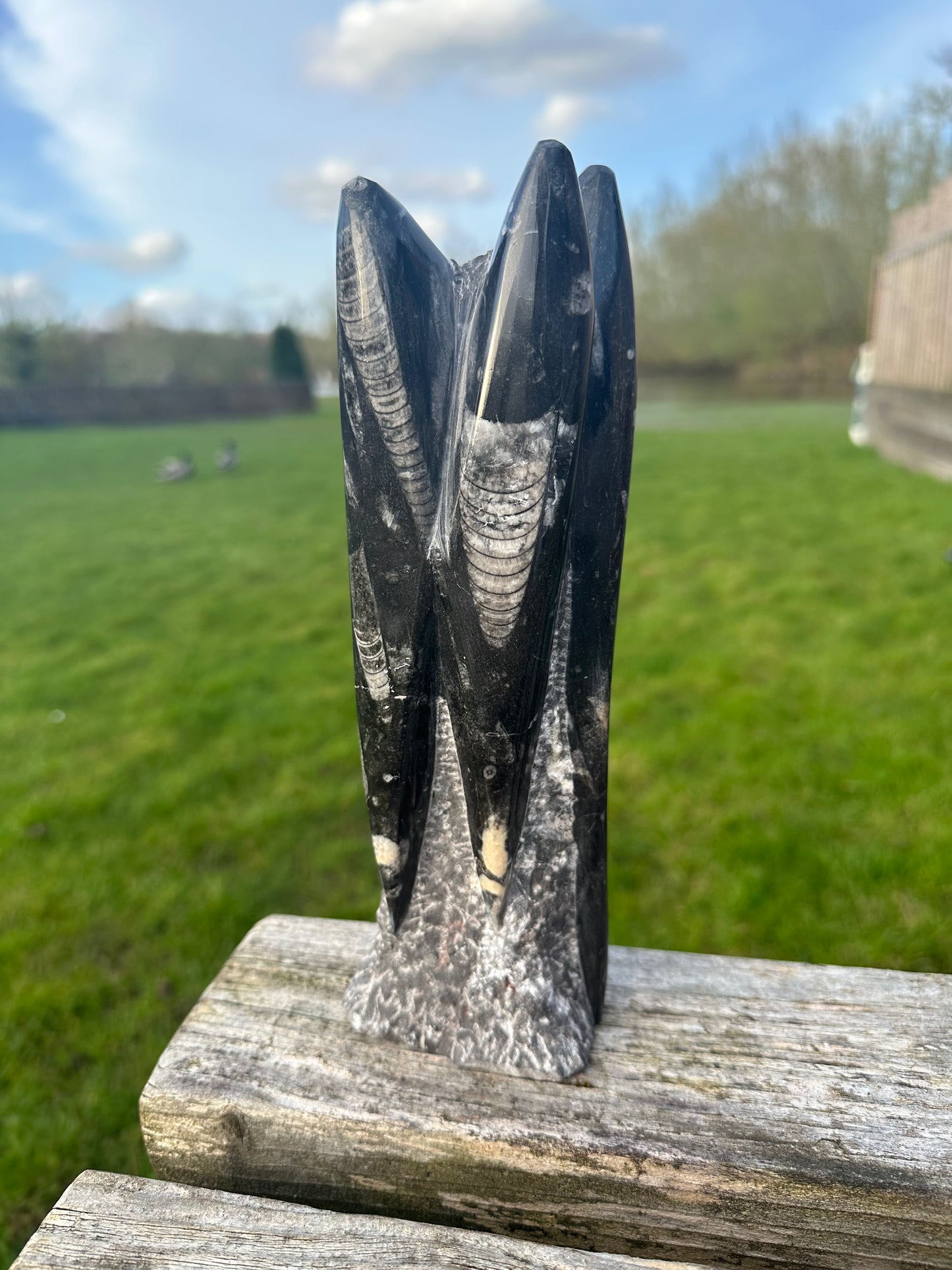 Orthocerus Freeform Large