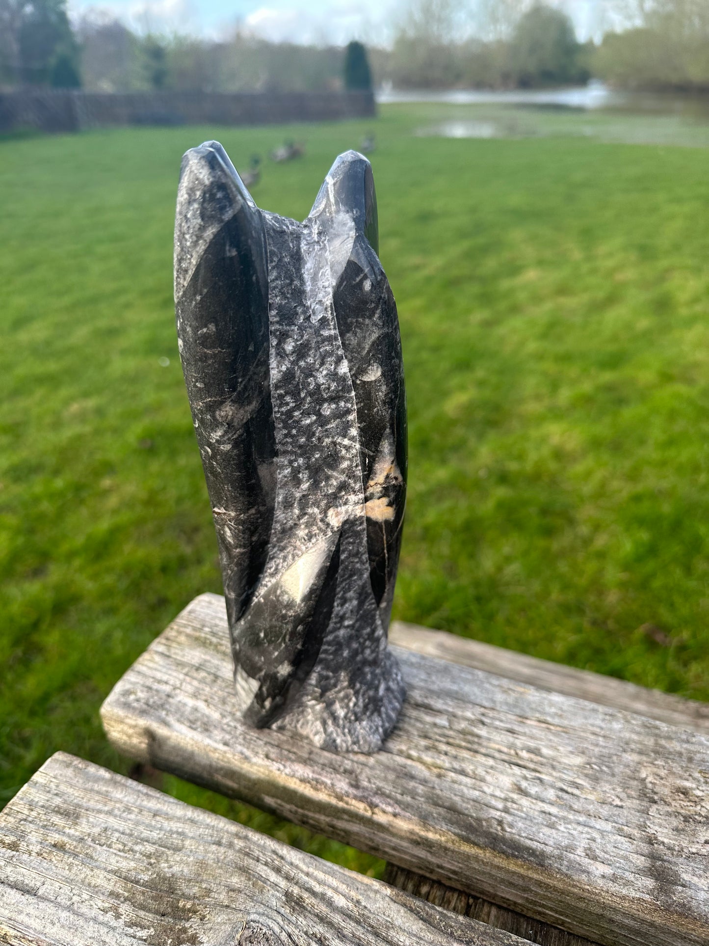 Orthocerus Freeform Large