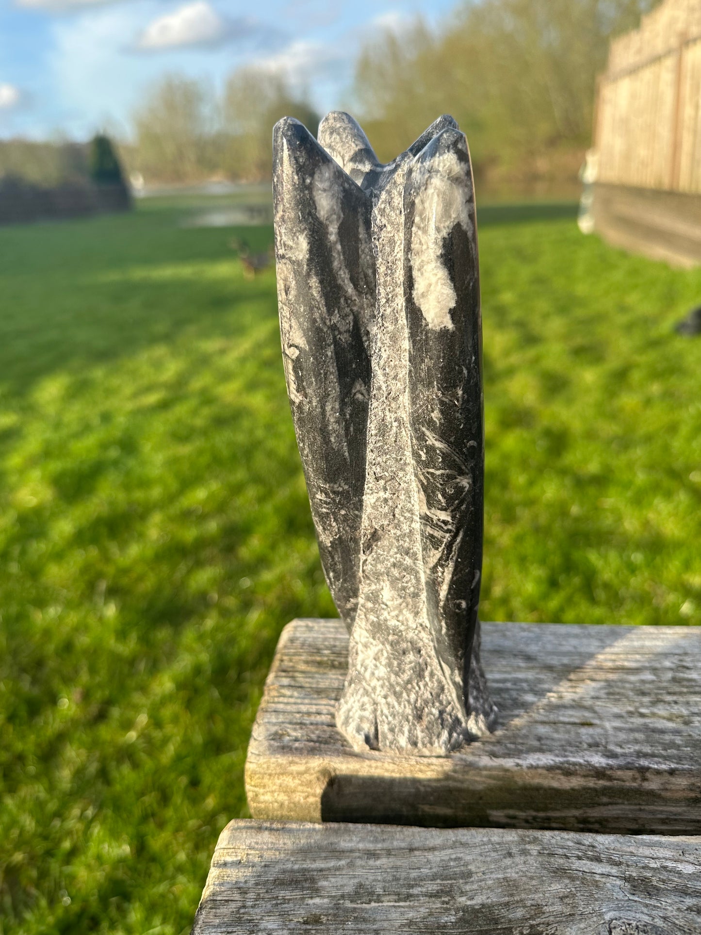 Orthocerus Freeform Medium
