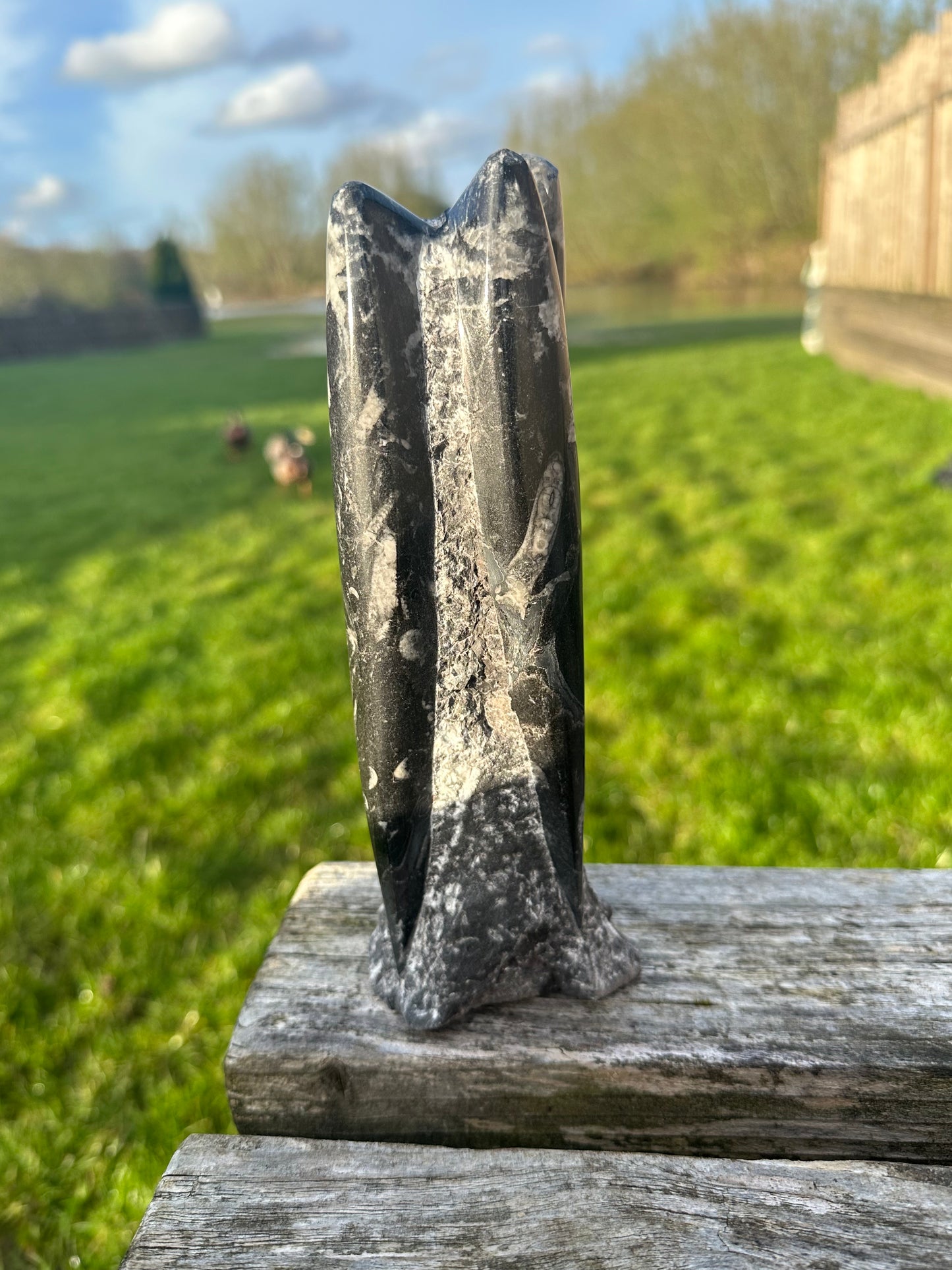 Orthocerus Freeform Medium