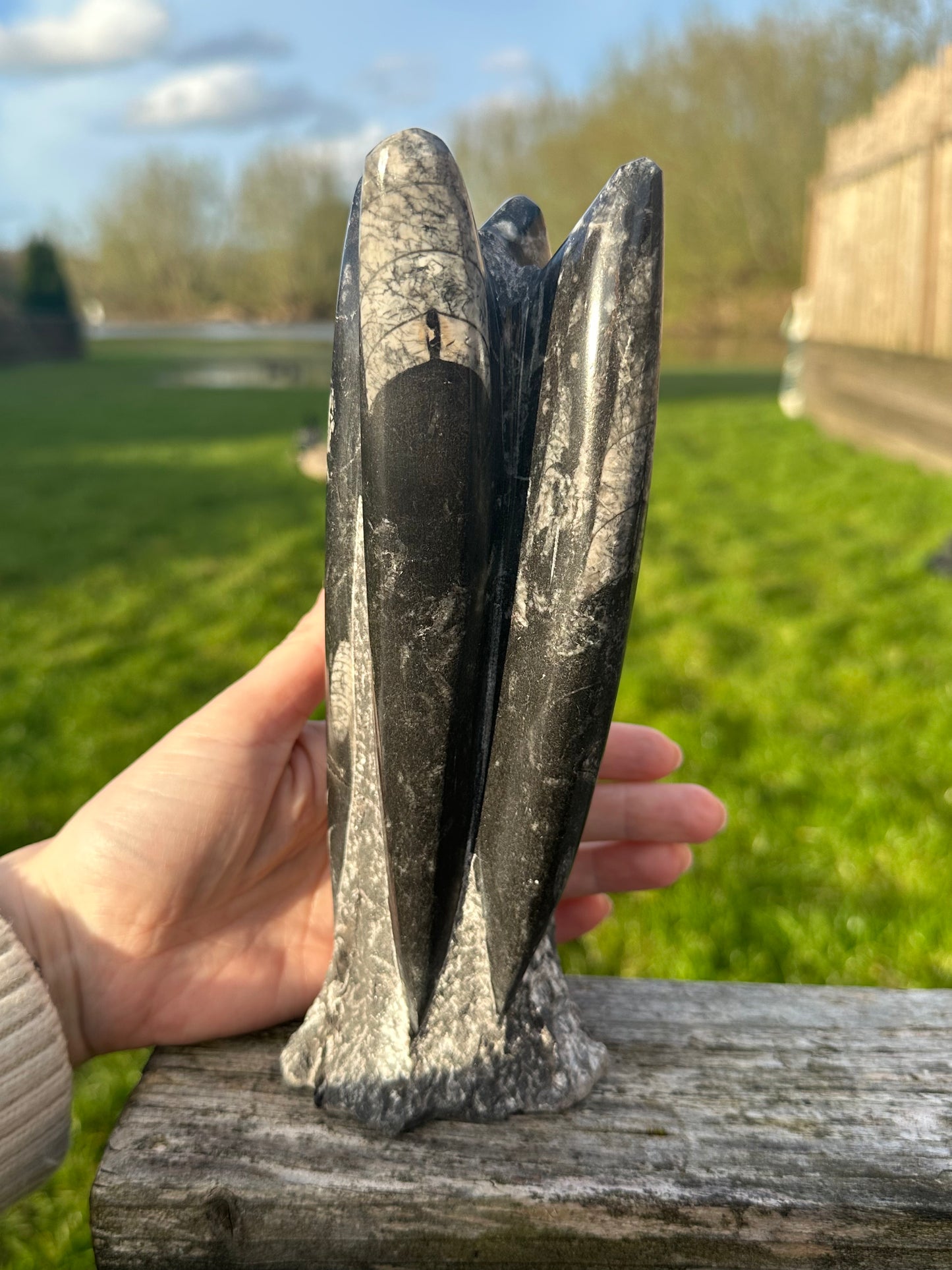 Orthocerus Freeform Medium